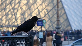烏鴉,鳥,動(dòng)物