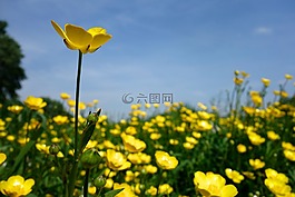 毛茛,開(kāi)花,黃色