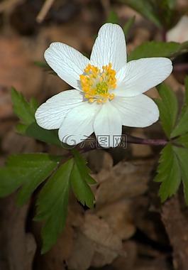 海葵,花,野生植物