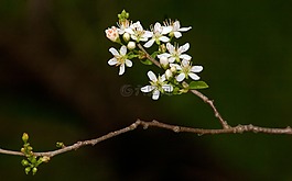 開花,櫻花,宏