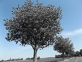 樹,藍(lán)色,天空