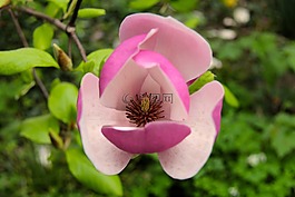 花,性質(zhì),廠