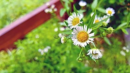 夏天,鮮花,狗先死