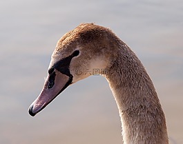 天鵝,鳥,水禽