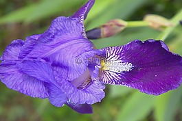 春天,鮮花,紫