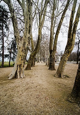 樹,匈牙利,公園