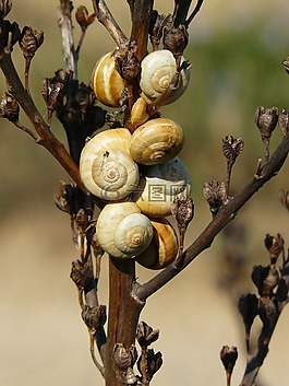 蝸牛,殼,關(guān)閉
