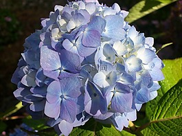 绣球,花,蓝色