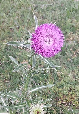 粉紅色,花,雜草