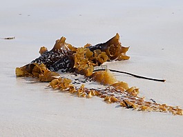 唐,海,海灘