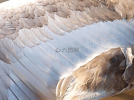 天鵝,翼,羽毛
