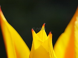 郁金香,開花,早布盧默