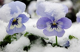 雪,花卉,紫羅蘭