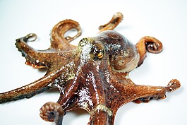 海,章魚,健康