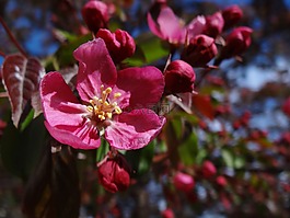 蘋果花,鮮花,開花