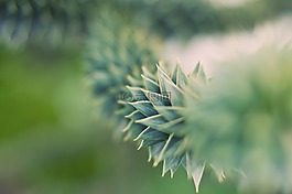 模糊,光明,植物區(qū)系