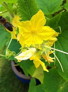 蔬菜,黃瓜植物,花園