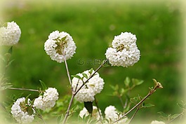 春,鮮花,白色的花