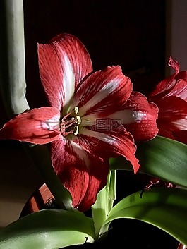 百合,朵紅色的花,雌蕊