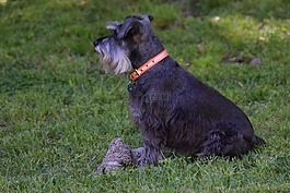 狗,schnauzer,小狗
