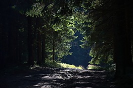 森林,方式,山