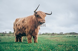 農(nóng)業(yè),動(dòng)物,牛肉