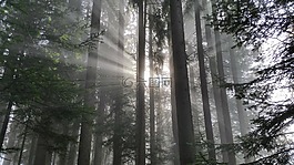 性質(zhì),森林,霧