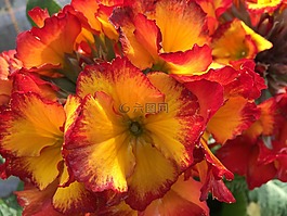花,自然,植物區(qū)系