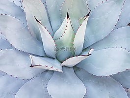 仙人掌,mammilaria geminispina,墨西哥