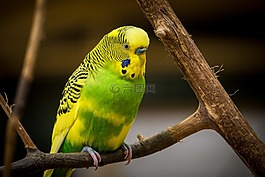 動(dòng)物,禽,鳥