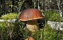蘑菇,性質(zhì),牛肝菌