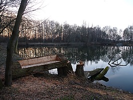 湖,公園,銀行