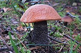 蘑菇,性質(zhì),牛肝菌