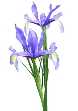 鳶尾花,荷蘭,鮮花