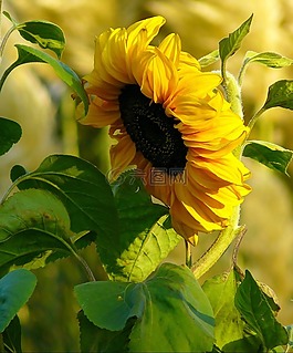 太陽花,開花,廠