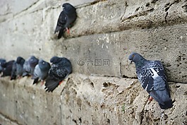 鴿,鳥(niǎo),飛