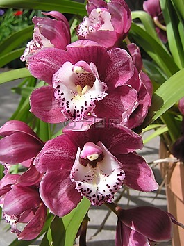 蘭花,粉紅色,水華