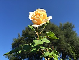 花,黃玫瑰,自然