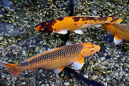 魚,錦鯉,金魚