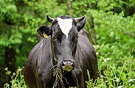 牛,牛肉,動(dòng)物