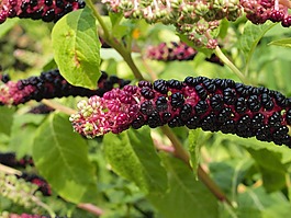 開花,花序,紫