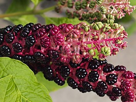 開花,花序,紫