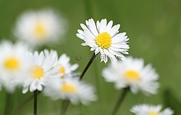 雛菊,鮮花,性質(zhì)