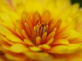 herbstaster,黃色,開花