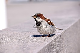 鳥,麻雀,瑞典