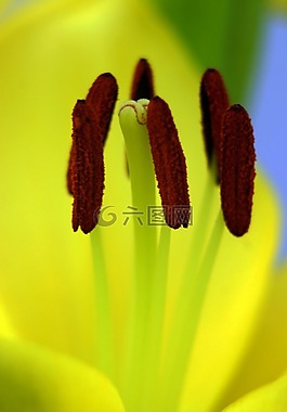 百合,宏,黃色