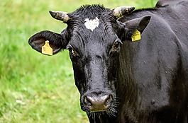 牛,牛肉,動(dòng)物
