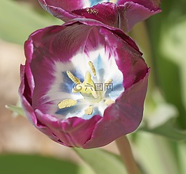 鮮花,郁金香,郁金香春天