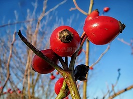 羅莎酒吧,植物,燈泡