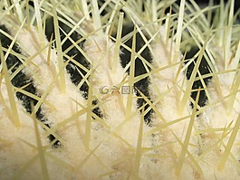 仙人掌,荊棘,關(guān)閉